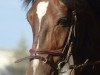 Dressurpferd Landeck Jack (Welsh-Cob (Sek. D), 2003, von Dalis Black Jack)