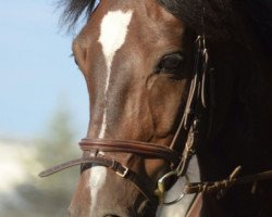 dressage horse Landeck Jack (Welsh-Cob (Sek. D), 2003, from Dalis Black Jack)