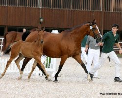 broodmare Reve de la Haute-Sure (Belgian Warmblood, 2001, from Diligence)