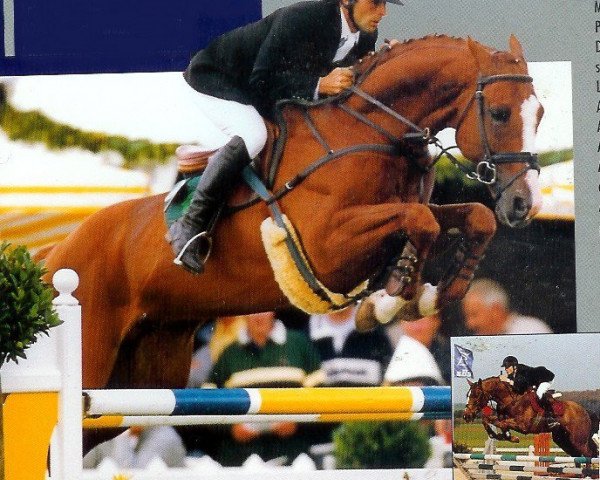 stallion Grignoteur de la Fontaine (Belgian Warmblood, 1990, from Quat'Sous)
