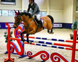 jumper Jackson (Belgian Warmblood, 2009, from Campbell VDL)