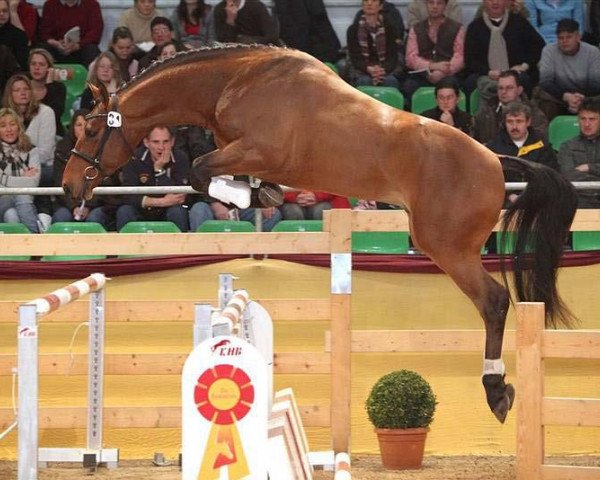stallion Salento (Hanoverian, 2006, from Stakkato)