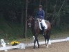 dressage horse Summer Hit 5 (Hanoverian, 2011, from Sir Donnerhall I)