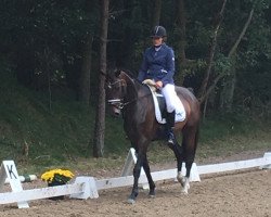 dressage horse Summer Hit 5 (Hanoverian, 2011, from Sir Donnerhall I)