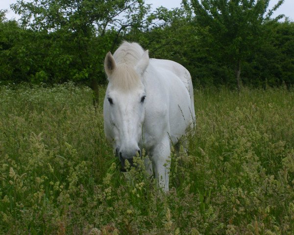 Pferd Bonheur 19 (Westfale, 1985, von Bengale)