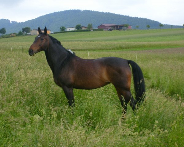 Pferd Zamira 17 (Oldenburger, 1992, von Zamiro)