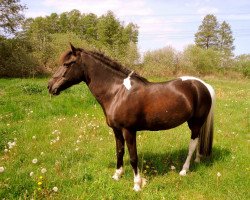 dressage horse Fatima 362 (Lewitzer, 1994, from Partner)