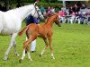 Pferd Montelimar (Deutsches Reitpony, 2016, von FS Mr. Right)