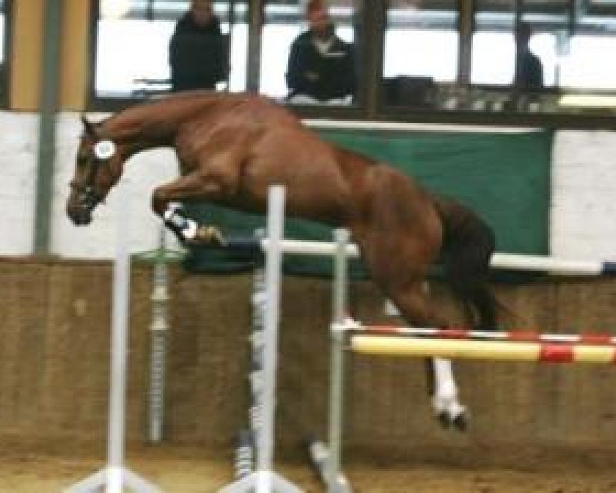 broodmare Anjou (KWPN (Royal Dutch Sporthorse), 2005, from Heartbreaker)
