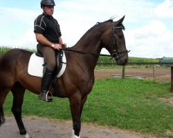 dressage horse Sinatra (Hanoverian, 2013, from Spörcken)