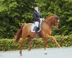 dressage horse Gandolfini (Heavy Warmblood, 2001, from Davignon I)