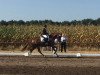 dressage horse Quinta 139 (Oldenburg, 2012, from Quaterback)