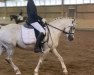 horse Amica (Welsh-Pony (Section B), 2006, from Breeton Bric)