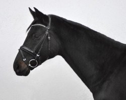 dressage horse Sybilla 2 (Mecklenburg, 2007, from Sunny-Boy)