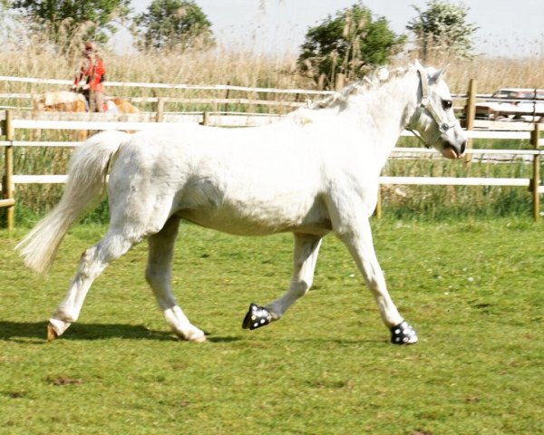 Pferd Rocky (Welsh Mountain Pony (Sek.A), 2000, von Menai Julius)