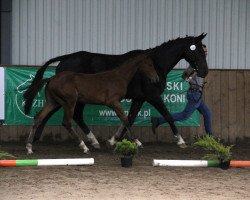 broodmare Fonica S (Polish Warmblood, 2009, from Concert 2)