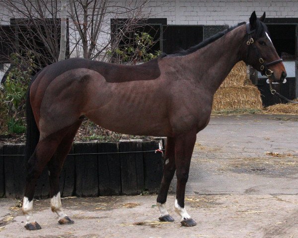 horse My Major xx (Thoroughbred, 2011, from Holy Roman Emperor xx)