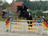 jumper Sir Bro (Oldenburg show jumper, 2007, from Sandro Boy)