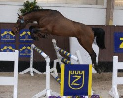 jumper Contito EB Z (Zangersheide riding horse, 2013, from Canturano I)