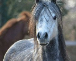 broodmare Moorkieker Halesia (Welsh-Pony (Section B), 2009, from Downland Goldflake)