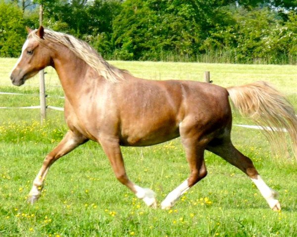 Zuchtstute Moorkieker Choice (Welsh Pony (Sek.B), 2006, von Moorkieker Gulliver)