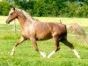 broodmare Moorkieker Choice (Welsh-Pony (Section B), 2006, from Moorkieker Gulliver)