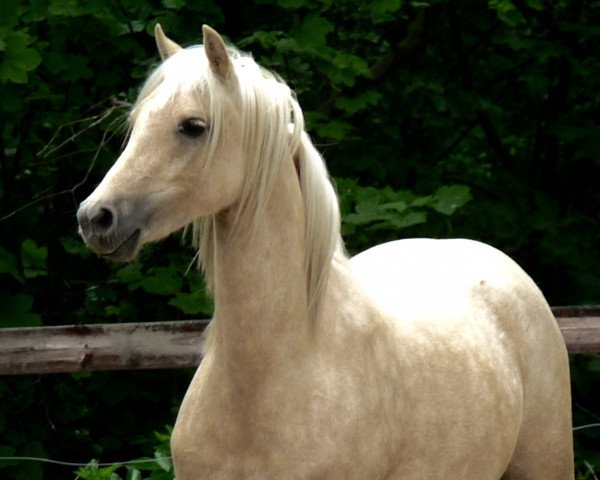 broodmare MoorKieker La Paloma (Welsh-Pony (Section B), 2014, from Locksley Don Secret)