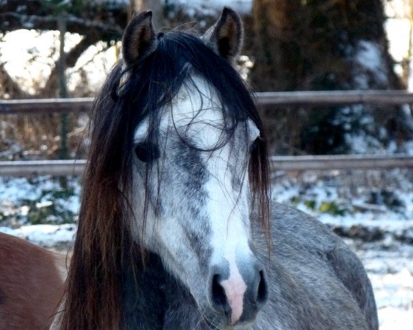Zuchtstute MoorKieker Cleopatra (Welsh Pony (Sek.B), 2012, von Moorkieker Goethe)