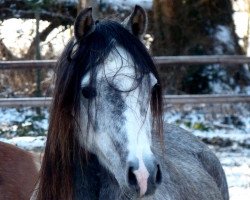 Zuchtstute MoorKieker Cleopatra (Welsh Pony (Sek.B), 2012, von Moorkieker Goethe)