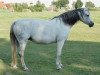 broodmare Moorkieker Cecilia (Welsh-Pony (Section B), 2001, from Moorkieker Gawain)