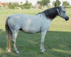 broodmare Moorkieker Cecilia (Welsh-Pony (Section B), 2001, from Moorkieker Gawain)