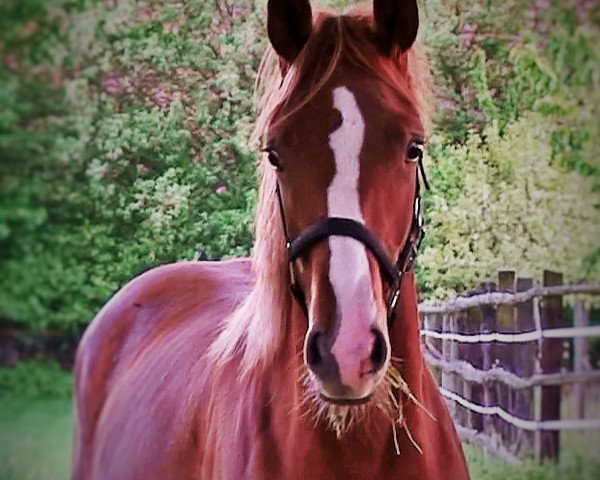 broodmare Quentina (Hanoverian, 2010, from Quaterback)