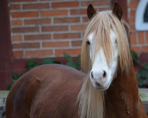 Deckhengst MoorKieker Giacomo (Welsh Pony (Sek.B), 2013, von Moorkieker Goethe)