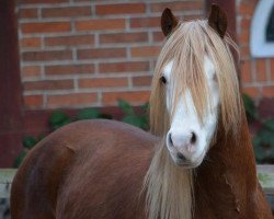 Deckhengst MoorKieker Giacomo (Welsh Pony (Sek.B), 2013, von Moorkieker Goethe)