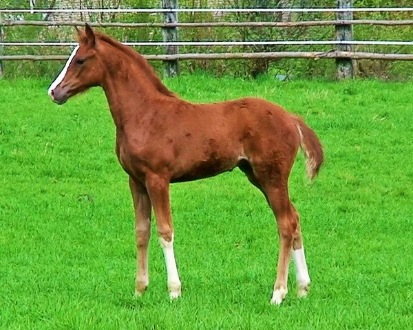 broodmare Quinta (Hanoverian, 2008, from Quaterback)