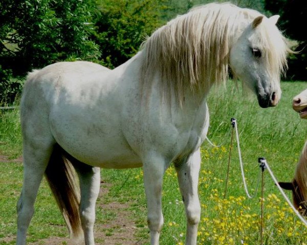 Deckhengst Moorkieker Gulliver (Welsh Pony (Sek.B), 2001, von Moorkieker Gawain)