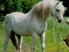 stallion Moorkieker Gulliver (Welsh-Pony (Section B), 2001, from Moorkieker Gawain)