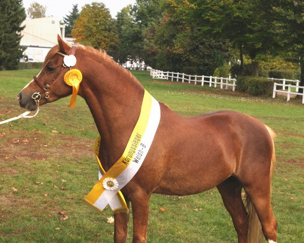 stallion Moorkieker Dauphin (Welsh-Pony (Section B), 2003, from Thornberry Royal Diplomat)