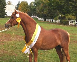 Deckhengst Moorkieker Dauphin (Welsh Pony (Sek.B), 2003, von Thornberry Royal Diplomat)