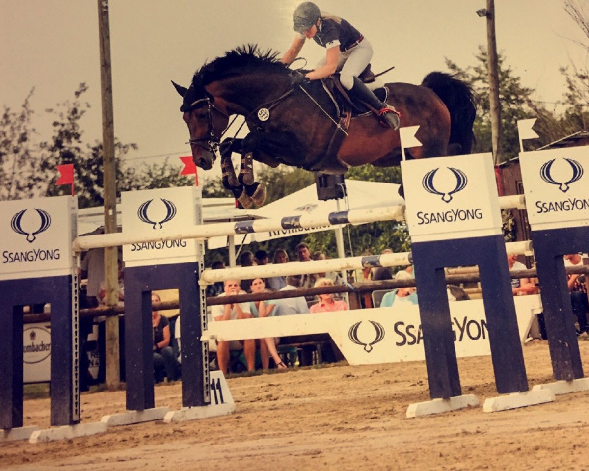 stallion For Example (Hanoverian, 2007, from For Edition)