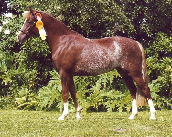 Zuchtstute Moorkieker Cinderella (Welsh Pony (Sek.B), 1995, von Downland Goldflake)