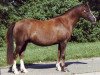 Zuchtstute Moorkieker Hora (Welsh Pony (Sek.B), 1993, von Elphicks Facade)