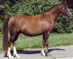 Zuchtstute Moorkieker Hora (Welsh Pony (Sek.B), 1993, von Elphicks Facade)