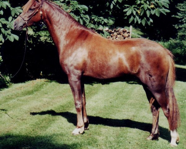 broodmare Moorkieker Heyday (Welsh-Pony (Section B),  , from Moorkieker Gawain)