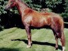 Zuchtstute Moorkieker Heyday (Welsh Pony (Sek.B),  , von Moorkieker Gawain)