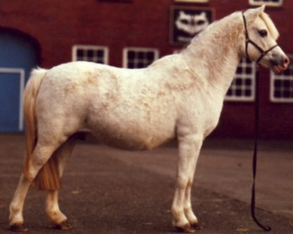 broodmare Belvoir Harebell (Welsh-Pony (Section B), 1974, from Lechlade Scarlet Pimpernel)