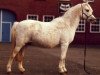 broodmare Belvoir Harebell (Welsh-Pony (Section B), 1974, from Lechlade Scarlet Pimpernel)
