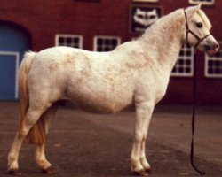 Zuchtstute Belvoir Harebell (Welsh Pony (Sek.B), 1974, von Lechlade Scarlet Pimpernel)