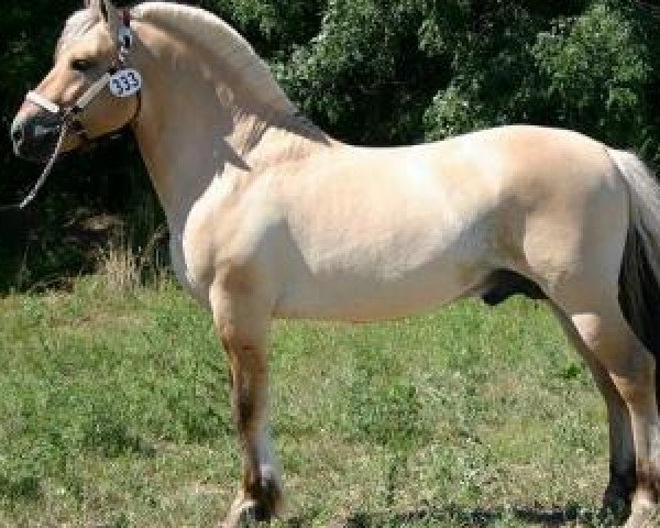 stallion Skyview Henry (Fjord Horse, 2002, from Herman N.2707)