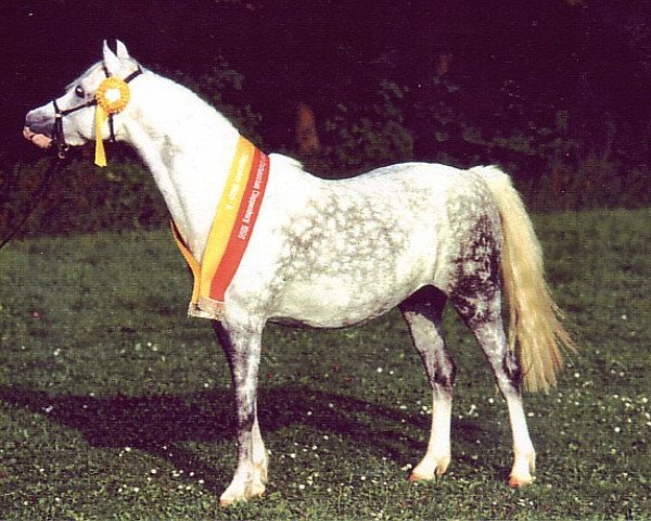 Zuchtstute Moorkieker Holly (Welsh Pony (Sek.B), 1991, von Elphicks Facade)